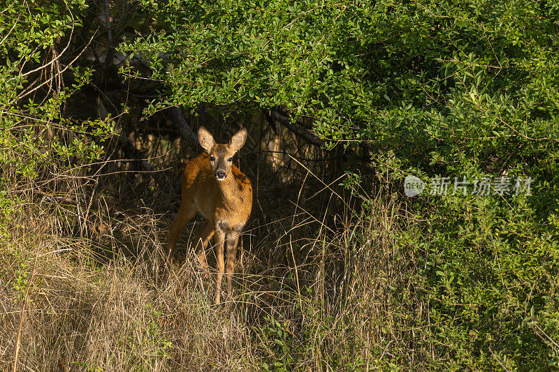 母狍子(Capreolus Capreolus)